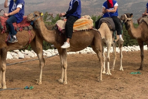 Marrakesh: Agafay-ørkenopplevelse med kamel, middag og show