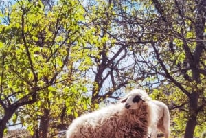Marrakech: dagstur til Essaouira «Én dag, to verdener»❤️
