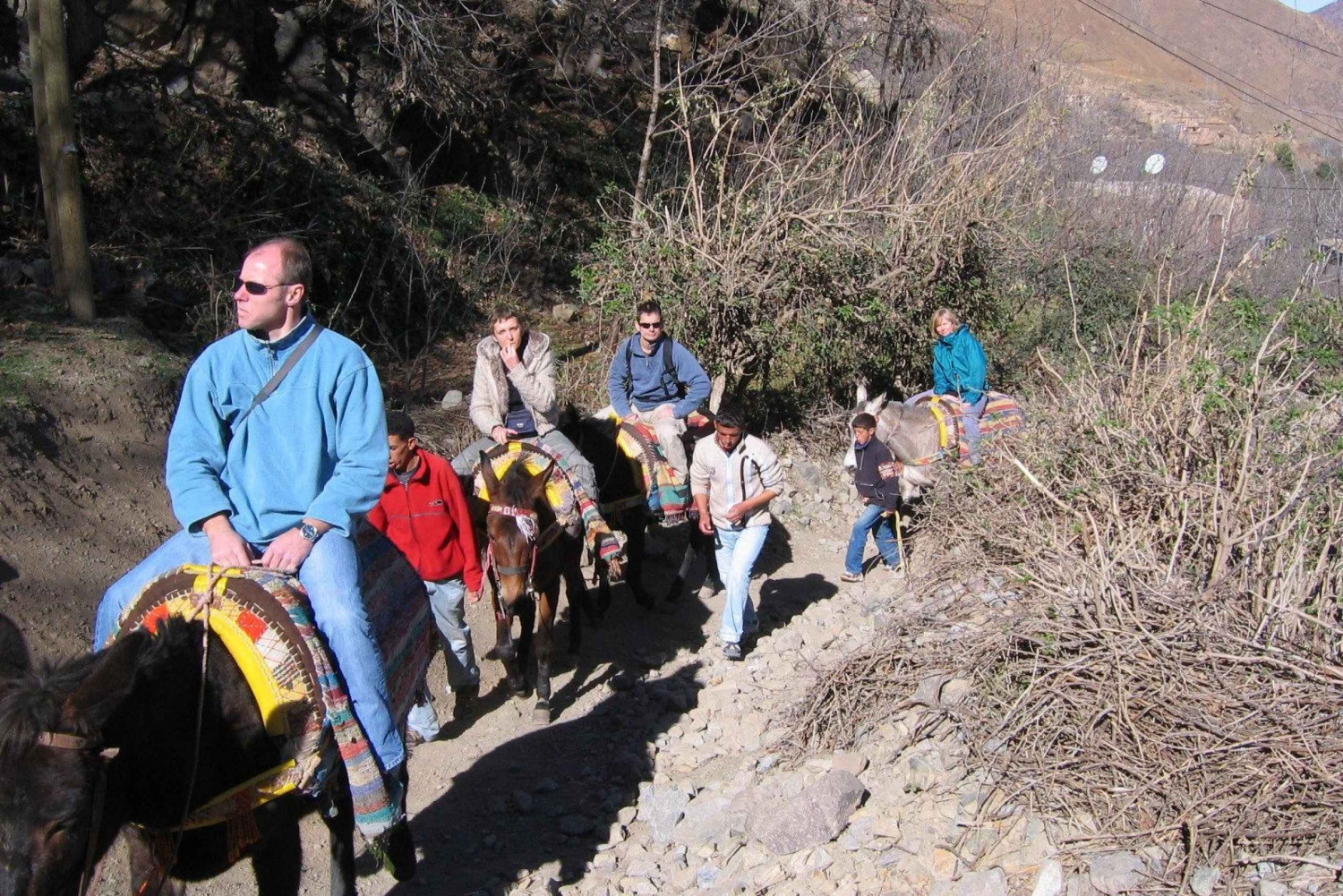 Mule ride in Atlas mountains