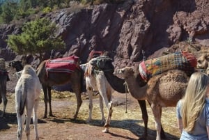 Excursión de un día al valle de Ourika y al río Oulmes con camellos incluidos.
