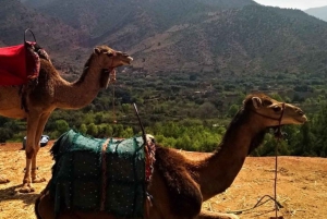 Marrakech: Valle del Ourika, Montaña del Atlas, Cascadas y Guía