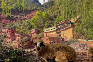 Ourikan laakson patikointi ja vesiputoukset päiväretki Marrakechista käsin