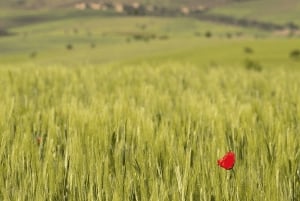 Vale de Ourika: Aventura de quadriciclo, passeio de camelo e caminhada