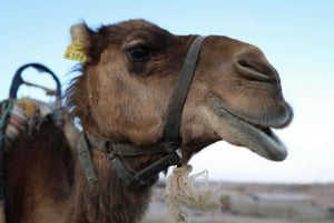 Vale de Ourika: Aventura de quadriciclo, passeio de camelo e caminhada