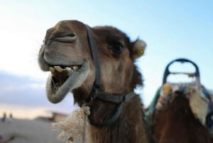 Vale de Ourika: Aventura de quadriciclo, passeio de camelo e caminhada