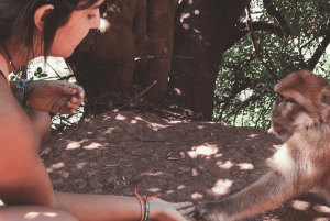 Ouzoud Waterfalls: Day Trip from Marrakech