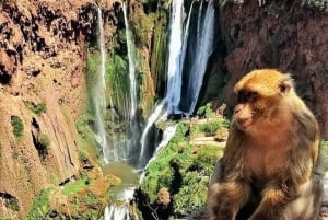 From Marrakech: Ouzoud Waterfalls Guided Hike and Boat Trip