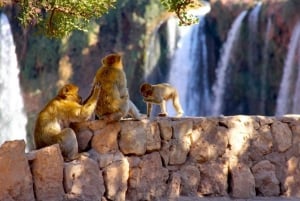 From Marrakech: Ouzoud Waterfalls Guided Hike and Boat Trip