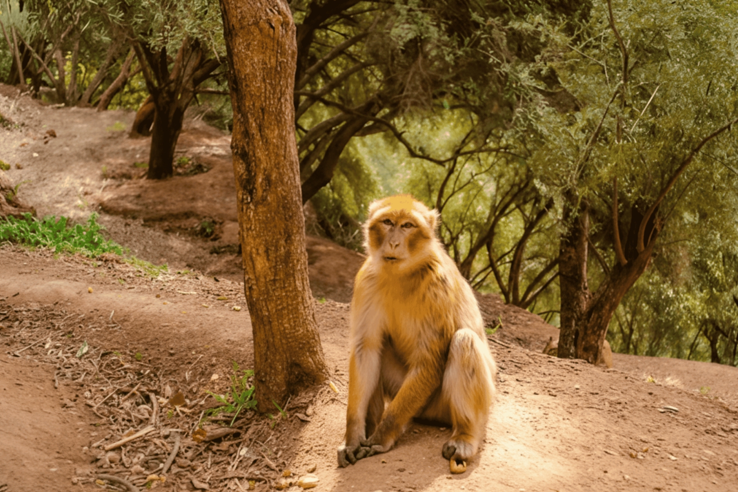 Cascades d'Ouzoud : Excursion d'une journée avec guide et sortie en bateau