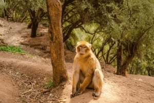Cascate di Ouzoud: gita di 1 giorno con guida e giro in barca