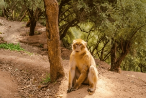 Cascades d'Ouzoud : Excursion d'une journée avec guide et sortie en bateau