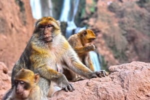 Cascatas de Ouzoud: Majestosa caminhada guiada e aventura