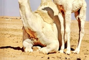 Dag en nacht in het Atlasgebergte in een traditionele riad