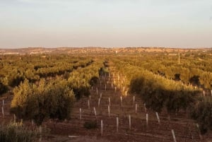 Privat day trip from Marrakesh with Wine tasting