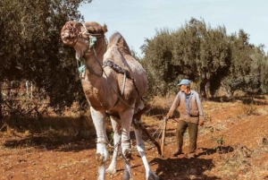 Privat day trip from Marrakesh with Wine tasting