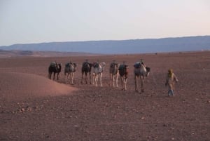 Private 2-Day Desert Trip with Camping & Camel Trekking