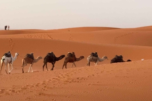 Частный 4-дневный роскошный тур по пустыне из Марракеша в Мерзугу