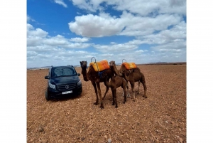 Quad and dromedary adventure in the palmeraie