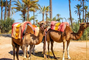 Quad rijden in de woestijn & Dromedaris Tour