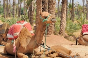 Quad en el desierto y excursión en dromedario