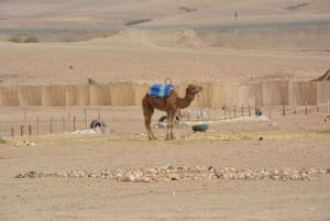 Quad, Camel & tea: Marrakech Desert and Mountain Exploration