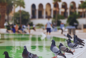 Gedeelde transfer van Marrakech naar Fez via Casablanca en Rabat