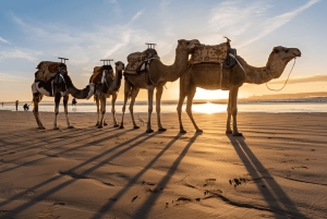 Dagstur i liten gruppe fra Marrakech til Essaouira Mogador