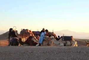Fra Marrakech : Kameltur ved solnedgang i Agafay-ørkenen