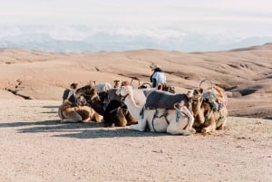 Vanuit Marrakech : Kamelenrit bij zonsondergang in de Agafay-woestijn