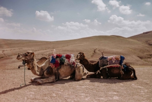 Desde Marrakech :Paseo en camello al atardecer en el desierto de Agafay