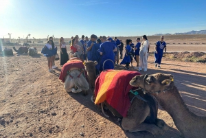 Sunset Camel Ride in Desert & Palm Grove with Tea & Transfer