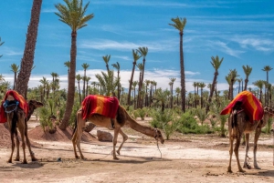 Przejażdżka na wielbłądzie w gaju palmowym w Marrakeszu