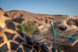 Paseo en camello al atardecer con una cena auténtica en un oasis