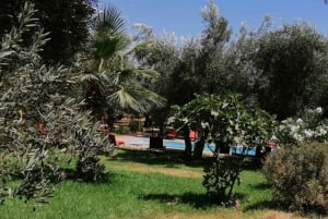 Marrakech: Ourika Valley Waterfall med guidet fottur og lunsj