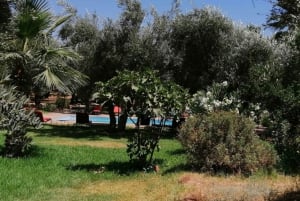 Marrakech: Ourika Valley Waterfall med guidet fottur og lunsj