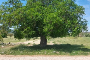 Secret Provence on Mary Magdalene’s Path