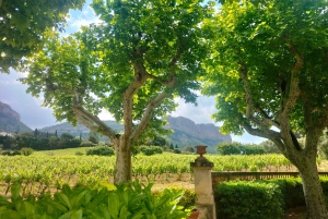 Mediterranean Dolce Vita Cassis, Calanques Boat Ride & Wines