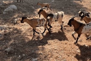 Between sea and hills: in the footsteps of Allauch, Aix, Marseille