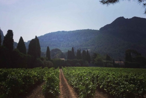 Cassis, Bandol, Le Castellet wine tour: Cliffs and Vineyards