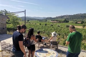 Cassis, Bandol, Le Castellet wine tour: Cliffs and Vineyards