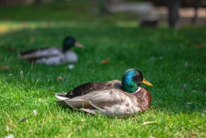 Cassis, Bandol, Le Castellet wine tour: Cliffs and Vineyards