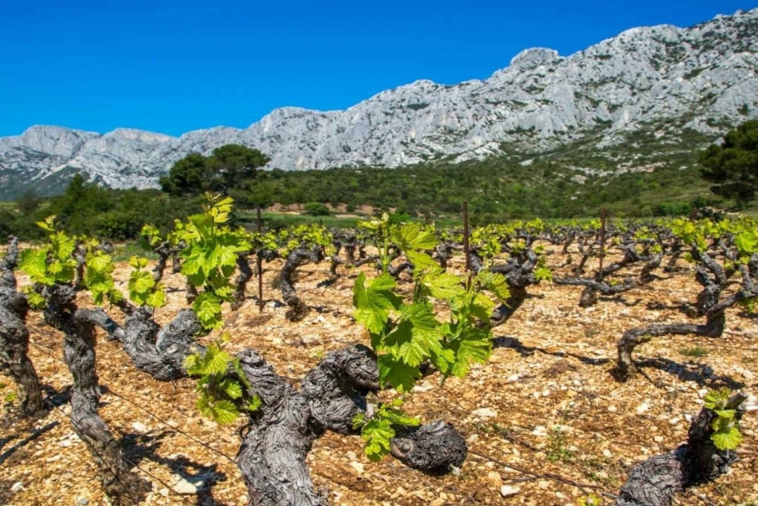 Coteaux d'Aix: Ste Victoire Wine Tour & Cezanne route