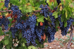 From Aix en Provence: Bandol & Cassis Full-day Wine Tour