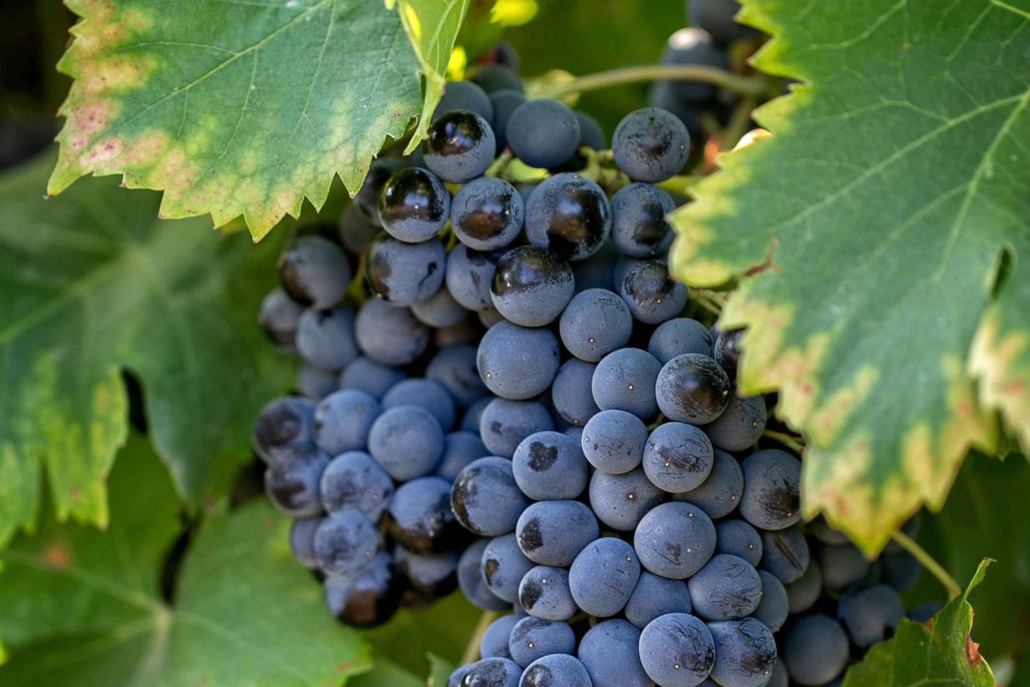 From Aix-en-Provence : Wine, Olive Oil and Scenic Villages