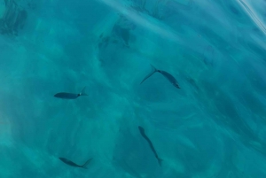 Marseille: Frioul Islands Adventure