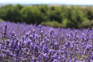 From Marseille: Lavender Full-Day Trip to Sault
