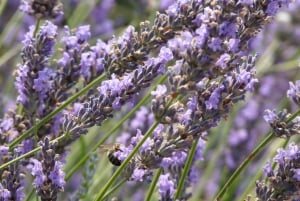 From Marseille: Valensole Lavenders Tour from Cruise Port