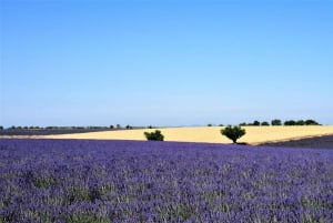 From Marseille: Valensole Lavenders Tour from Cruise Port
