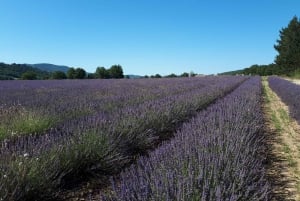 From Marseille: Valensole Lavenders Tour from Cruise Port