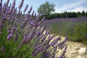 From Marseille: Valensole Lavenders Tour from Cruise Port